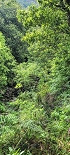 Plants: image 31 Of 208 Thumb